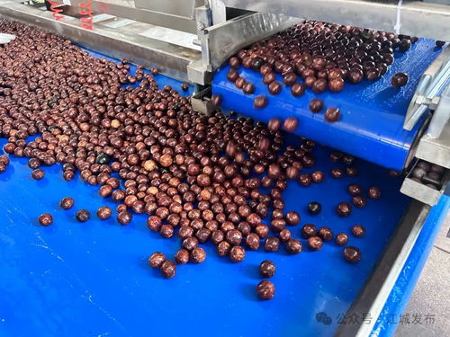 普洱江城堅果加工廠投入運營，氫氟酸應用引關注